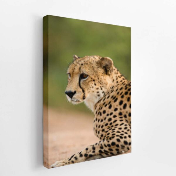 Canva - Image 3